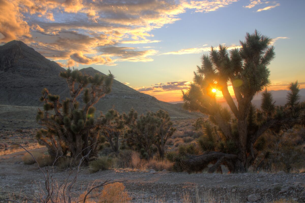 joshua tree national monument 015